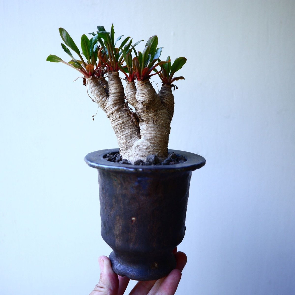 ユーフォルビア sp. フィッシュボーン Euphorbia sp. nov. fishb