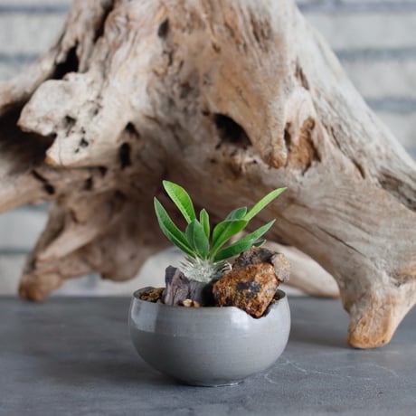 Pachypodium hyb.【特大黒×Y葉】(dobuzuke) × N/OH (2号)  no.622-1