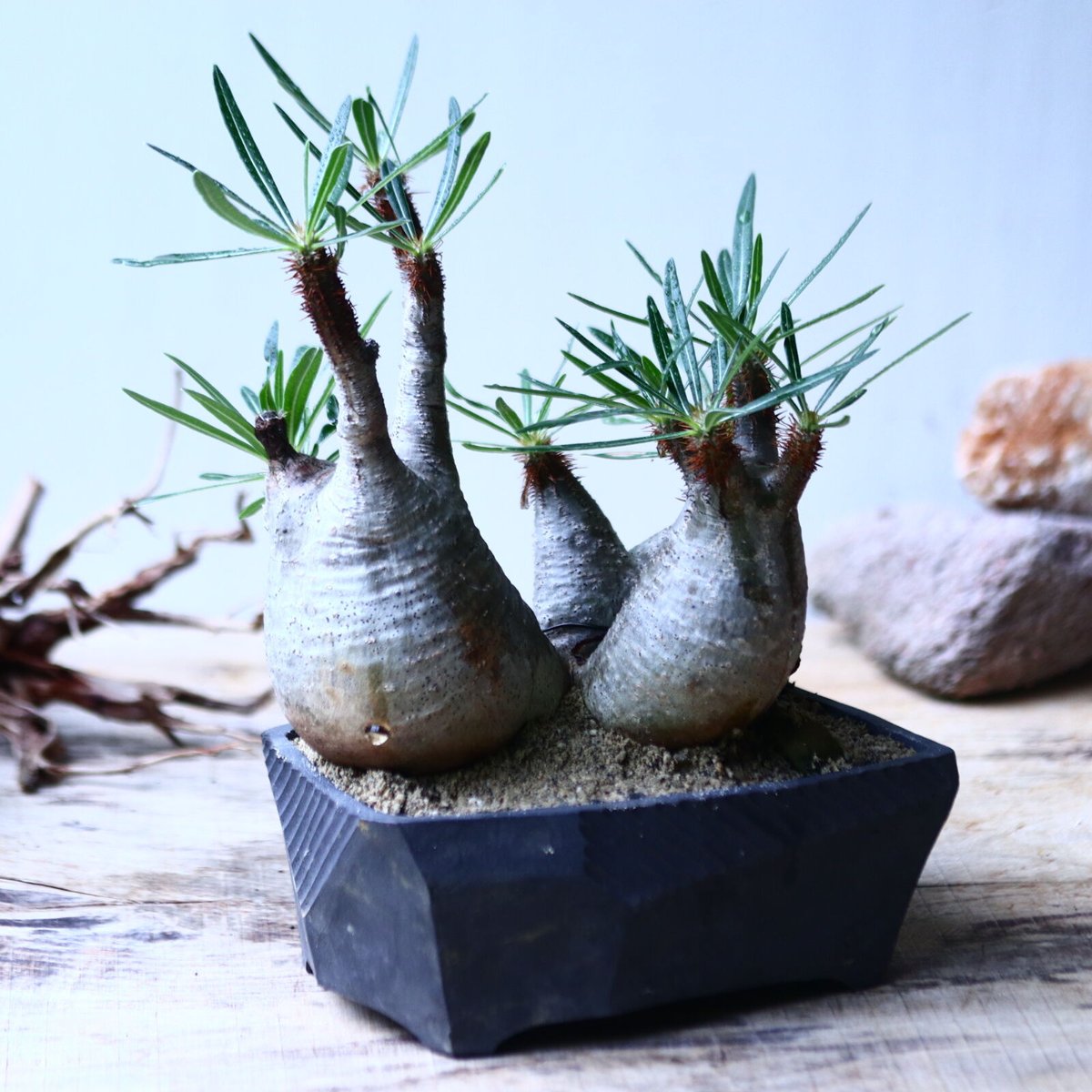 パキポディウム グラキリス トリプルヘッド Pachypodium