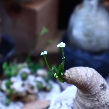 ユーフォルビア  旧フィッシュボーン／Euphorbia spannringii    no.71825