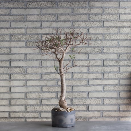 Bursera microphylla × N/OH (5号)  no.510/2