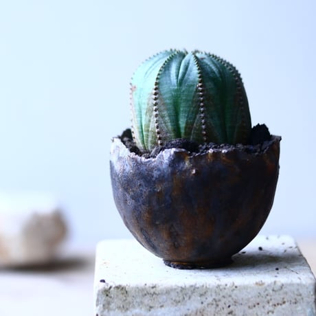 ユーフォルビア  オベサ    Euphorbia obesa　no.90632-2