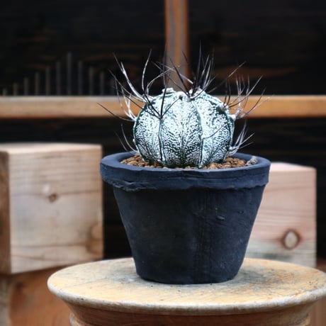 アストロフィツム 特白瑞鳳玉／Astrophytum capricorne var.niveum   no.82113