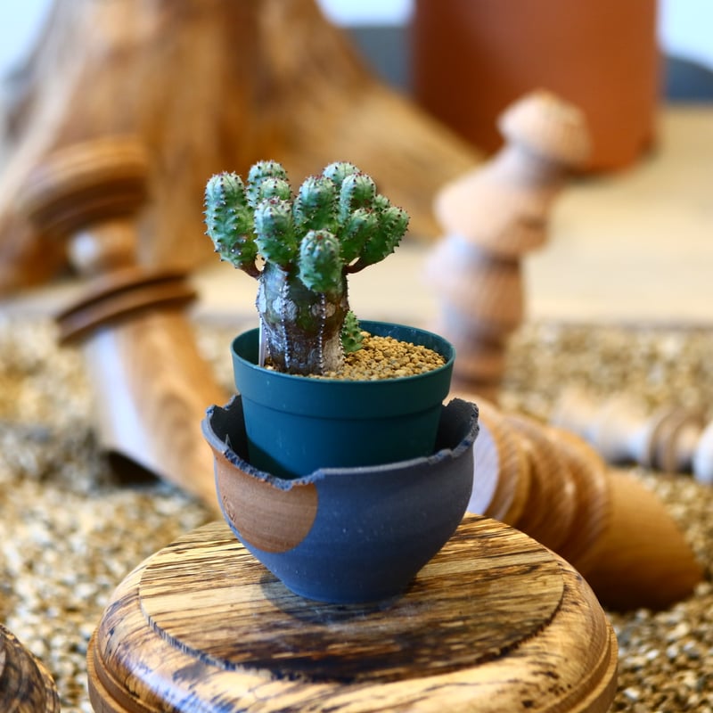 ユーフォルビアオベサN/OH 陶器鉢