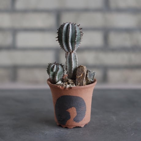 Euphorbia polygona 'Snowflake' × N/OH (3号)  no.510/43