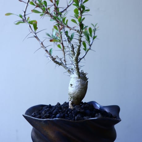 フォークイエリア  コルムナリス  観峰玉 Fouquieria columnari   no.52610