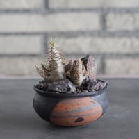 Pachypodium gracilius × N/OH (3号) no.628/77