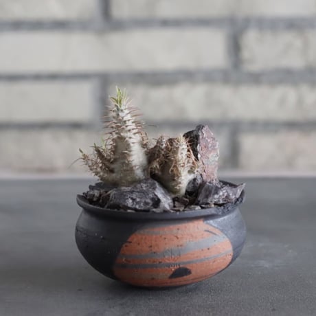 Pachypodium gracilius × N/OH (3号) no.628/77