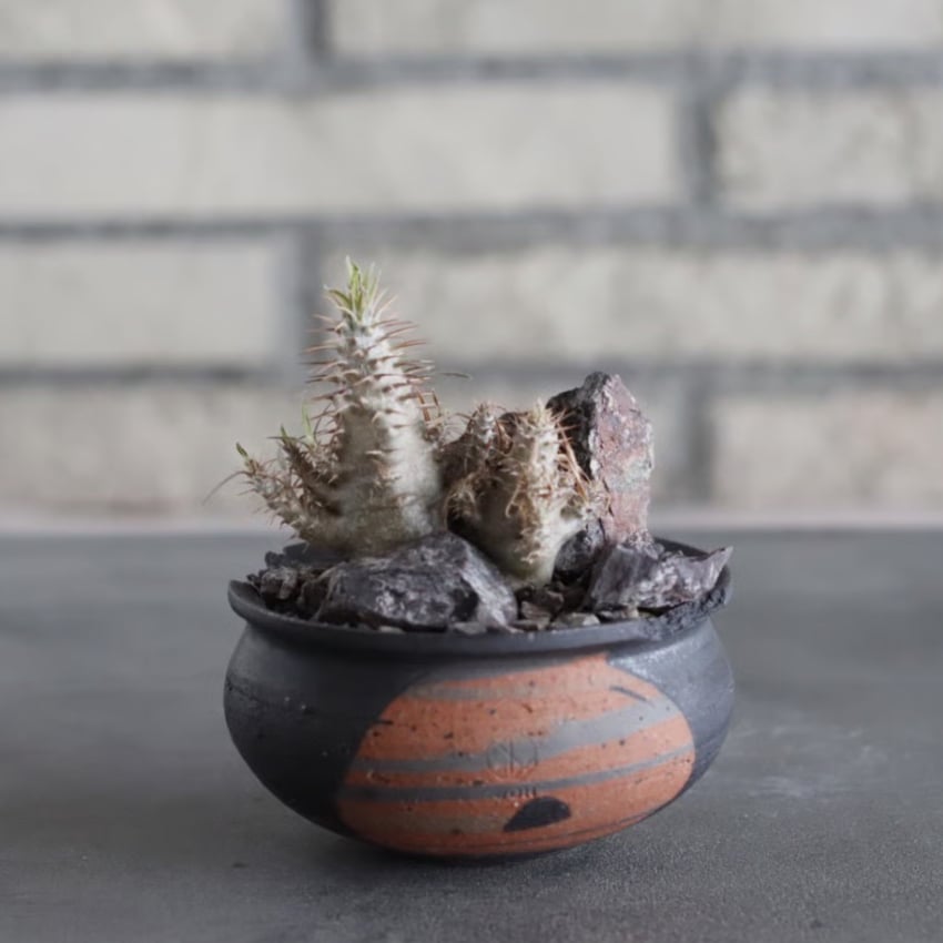 Pachypodium gracilius × N/OH (3号) no.628/77 | 芽の巣山