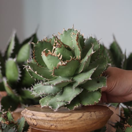 U.S. filigree (Agave titanota filigree) / Style of Chika　no.1130-2