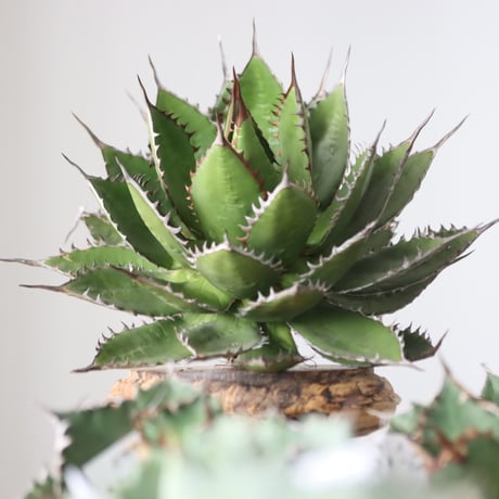 Agave horrida / Style of Chika　no.42178