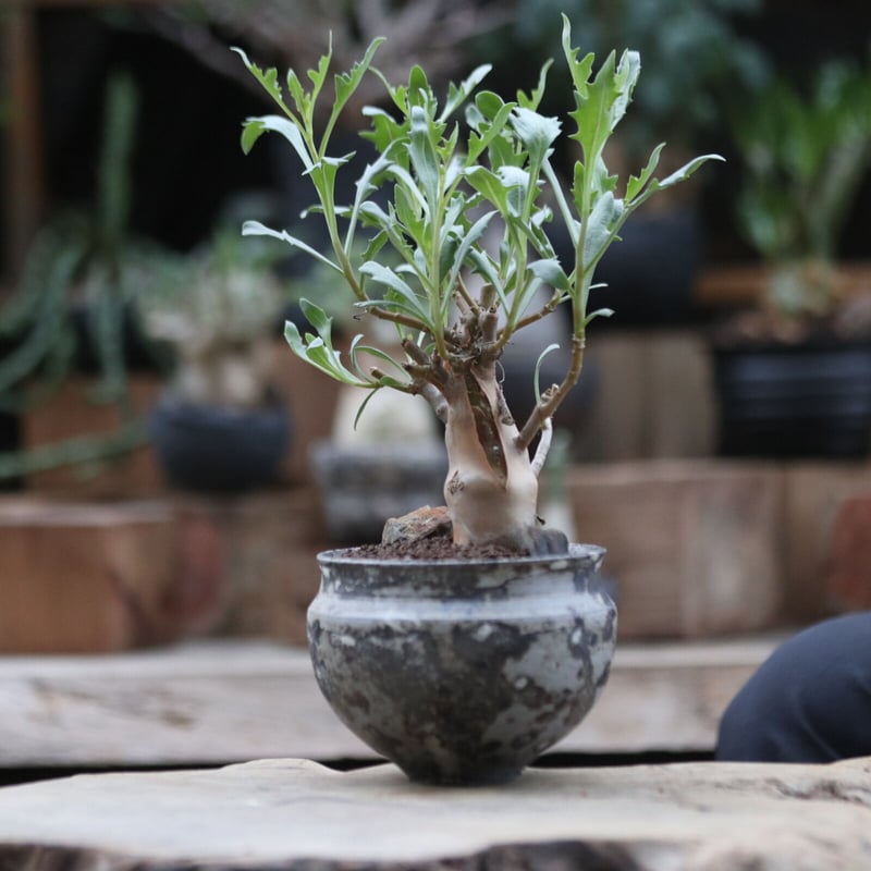 オトンナ ロバタ／Othonna lobata no.103069 | 芽の巣山