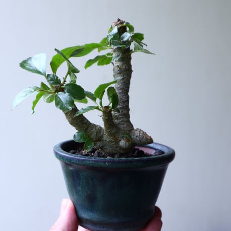 ドルステニア フォエチダ   Dorstenia foetida  no.90122