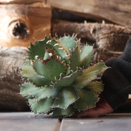 U.S. filigree (Agave titanota filigree)/ Style of Chika　no.1203-3