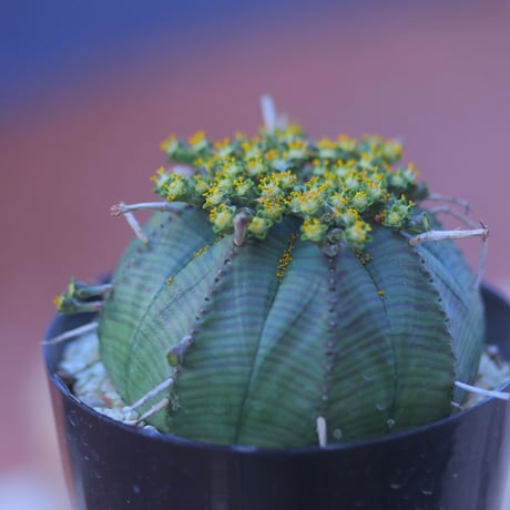 ユーフォルビア  バリダ  ♂    Euphorbia valida    no.20728
