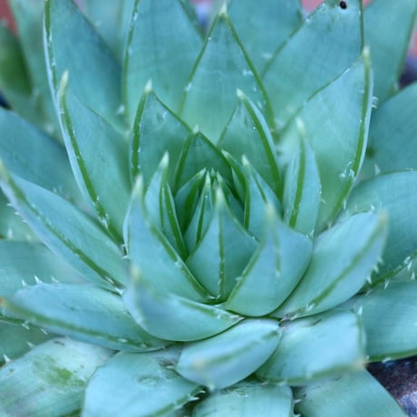 アロエ   ポリフィラ    Aloe polyphylla  no.13082