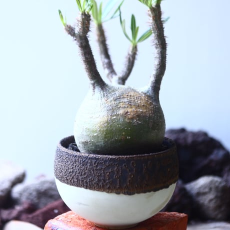 パキポディウム グラキリス   Pachypodium rosulatum var. gracilius no.53110