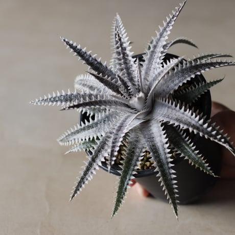 Dyckia 'Bakers Domain' x 'Super Arizona' Shidoku_Plants Hybrid / (3.5号鉢)  no.913/59