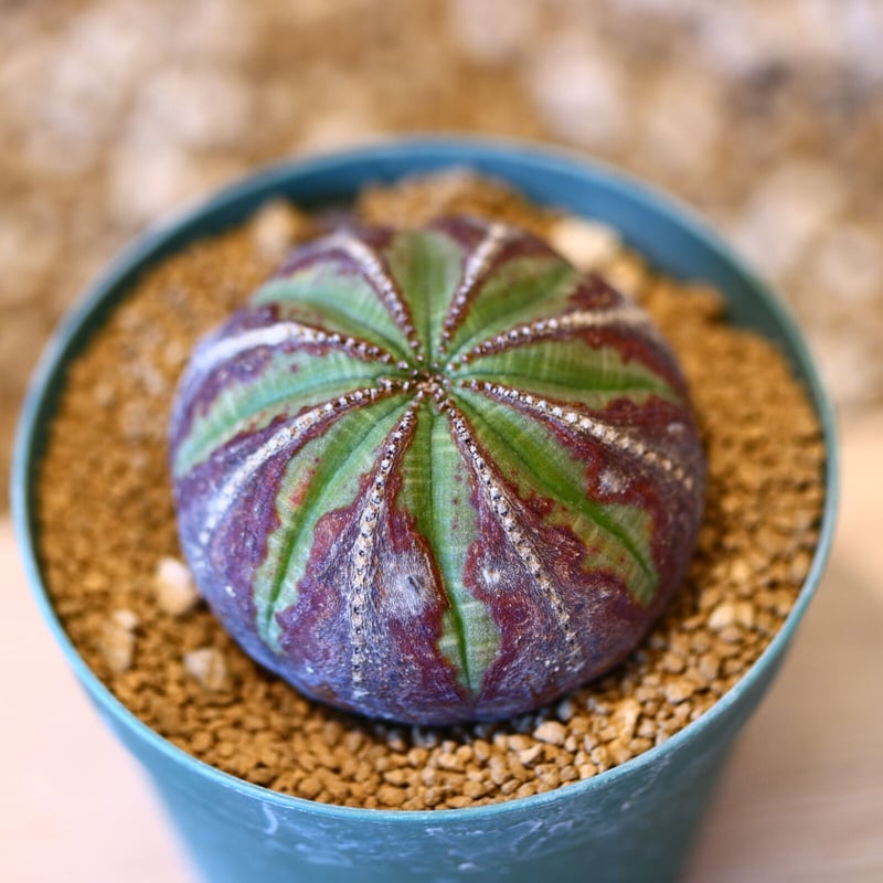 ユーフォルビア オベサ(♂) 【公式通販】