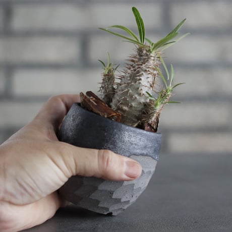Pachypodium gracilius × N/OH (2.5号)  no.607/21