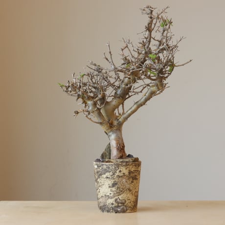 Commiphora wightii × takero pot (3号鉢)  no.412-2