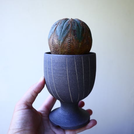 ユーフォルビア  オベサ 　 Euphorbia obesa　no.60207