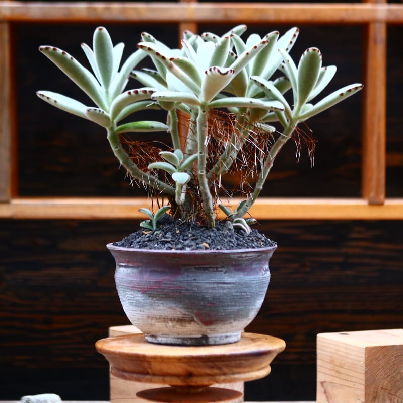 カランコエ トメントーサ 月兎耳／Kalanchoe tomentosa no.919