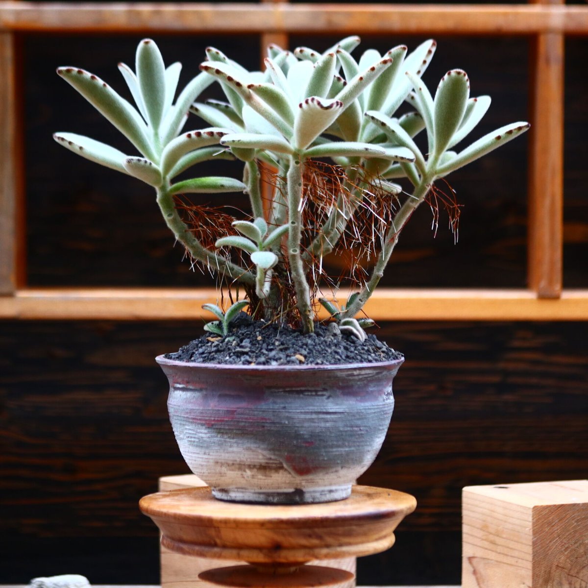 FENTON 花柄 カスタードサテンガラス 2つセット 1匹耳負傷 Fenton Art Glass Sitting Cat Roses on Custard Satin Hand Painted