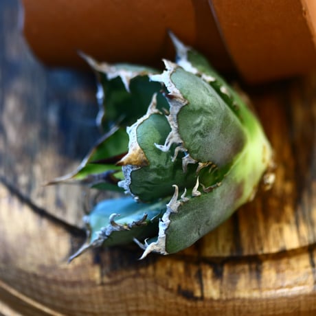 'ハルコイ´セット (N/OH × Agave titanota "FO-076)  no.30364