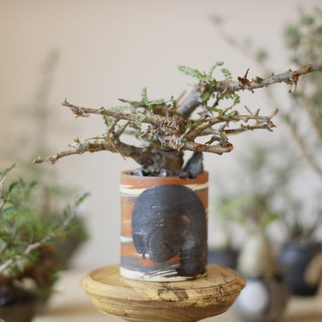 ボスウェリアネグレクタ | STORES