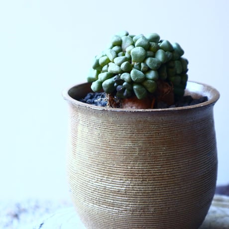 アロイノプシス  スクーネーシー   Aloinopsis schooneesii   no.21635