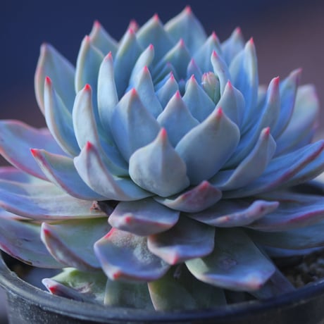 エケベリア　ブルーバード  Echeveria 'Blue Bird'     no.20736