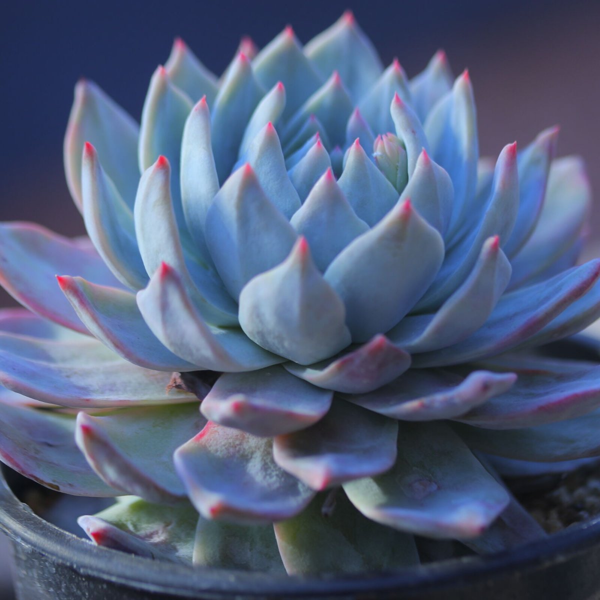 エケベリア ブルーバード Echeveria 'Blue Bird' no.2073