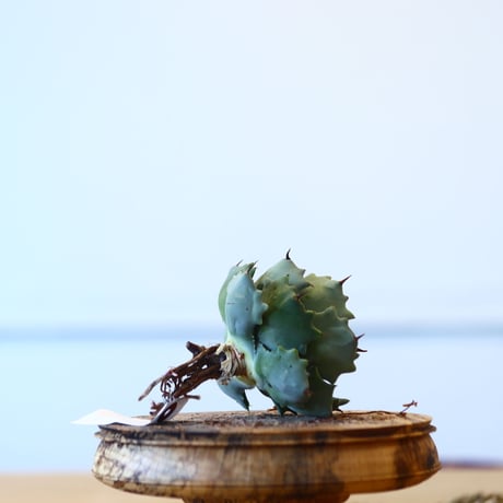 Agave Isthmensis / Style of Chika   no.1015/90