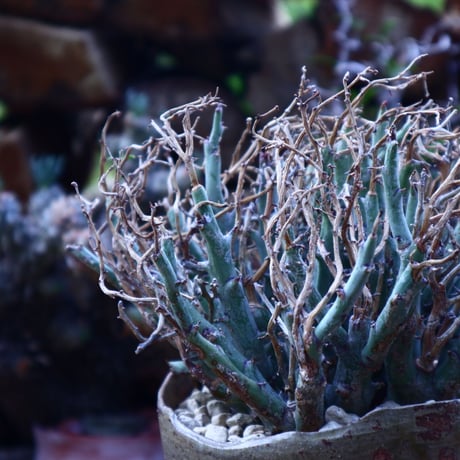 ユーフォルビア リグノーサ   Euphorbia Lignosa    no.42506