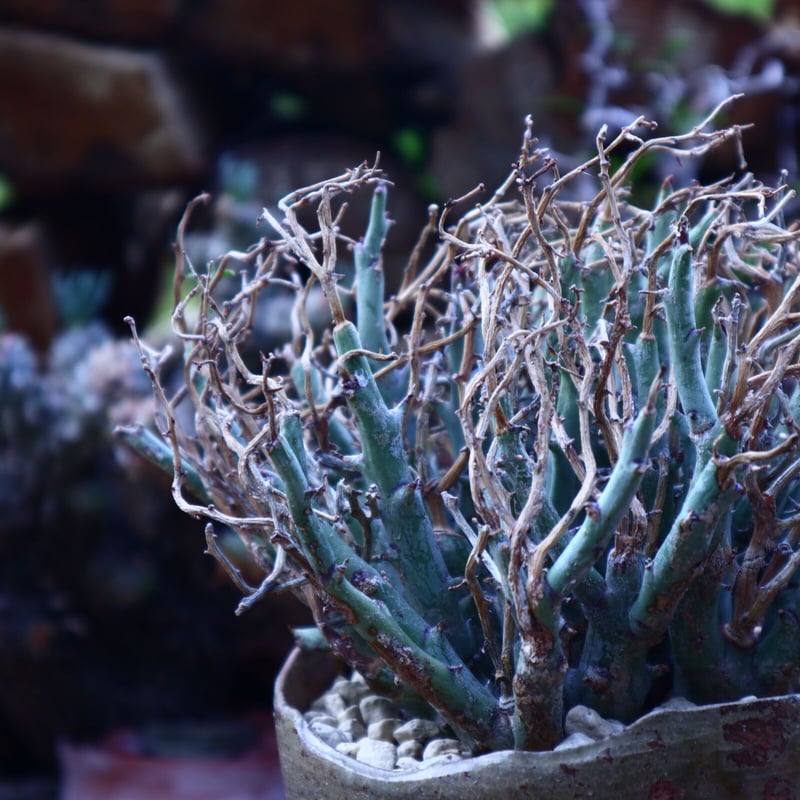 ユーフォルビア リグノーサ Euphorbia Lignosa no.42506 |