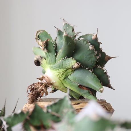 Agave titanota solareclipse / Style of Chika　no.42147