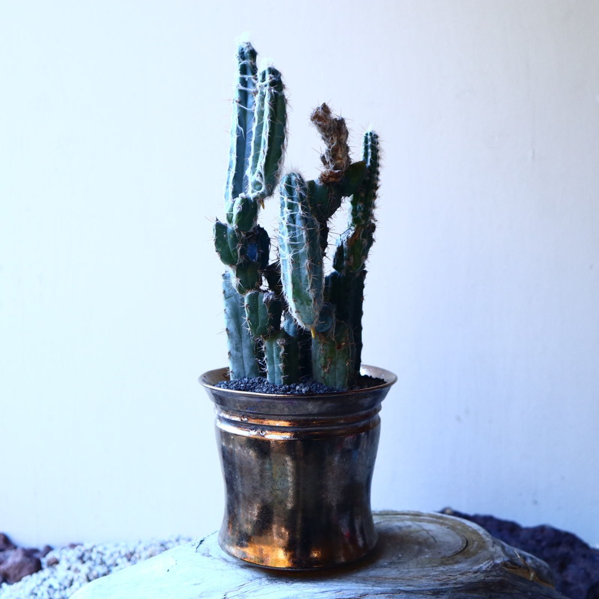 グラウセンス ピロソケレウス グラウケスケンス Pilosocereus gl グラウセンス ピロソケレウス グラウケスケンス Pilosocereus gl
