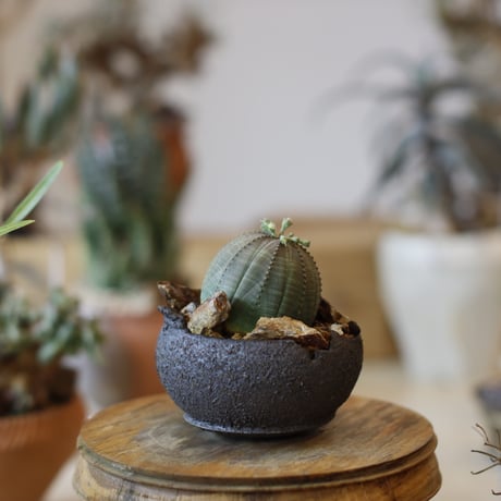 Euphorbia obesa  × takero pot (3号)  no.104/22