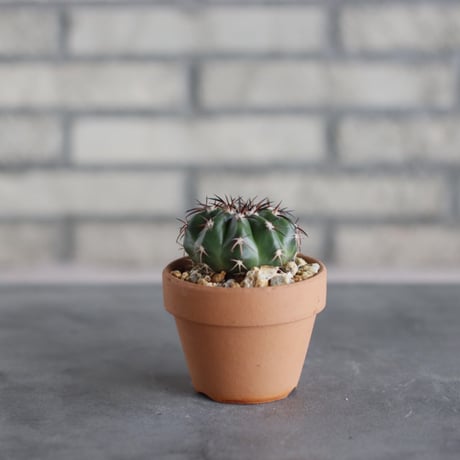 Discocactus gigantea × N/OH (3号鉢)  no.510/48