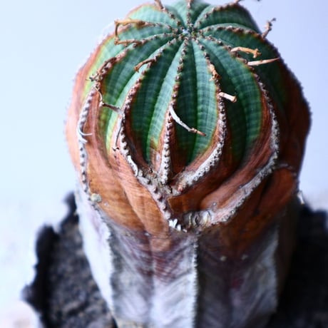 ユーフォルビア  バリダ  hyb. Euphorbia valida hyb. no.20315