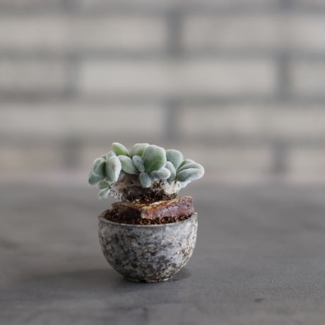 ECHEVERIA PULVINATA FROSTY × takero pot (2号)  no.823-30