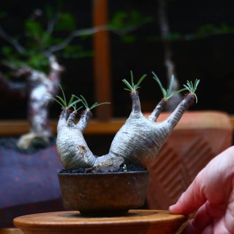 パキポディウム  グラキリス 2頭／Pachypodium  gracilius     no.101041