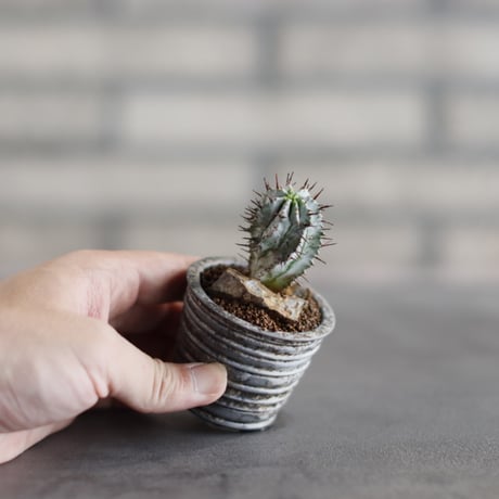 Euphorbia horrida × takero pot (2号)  no.823-29