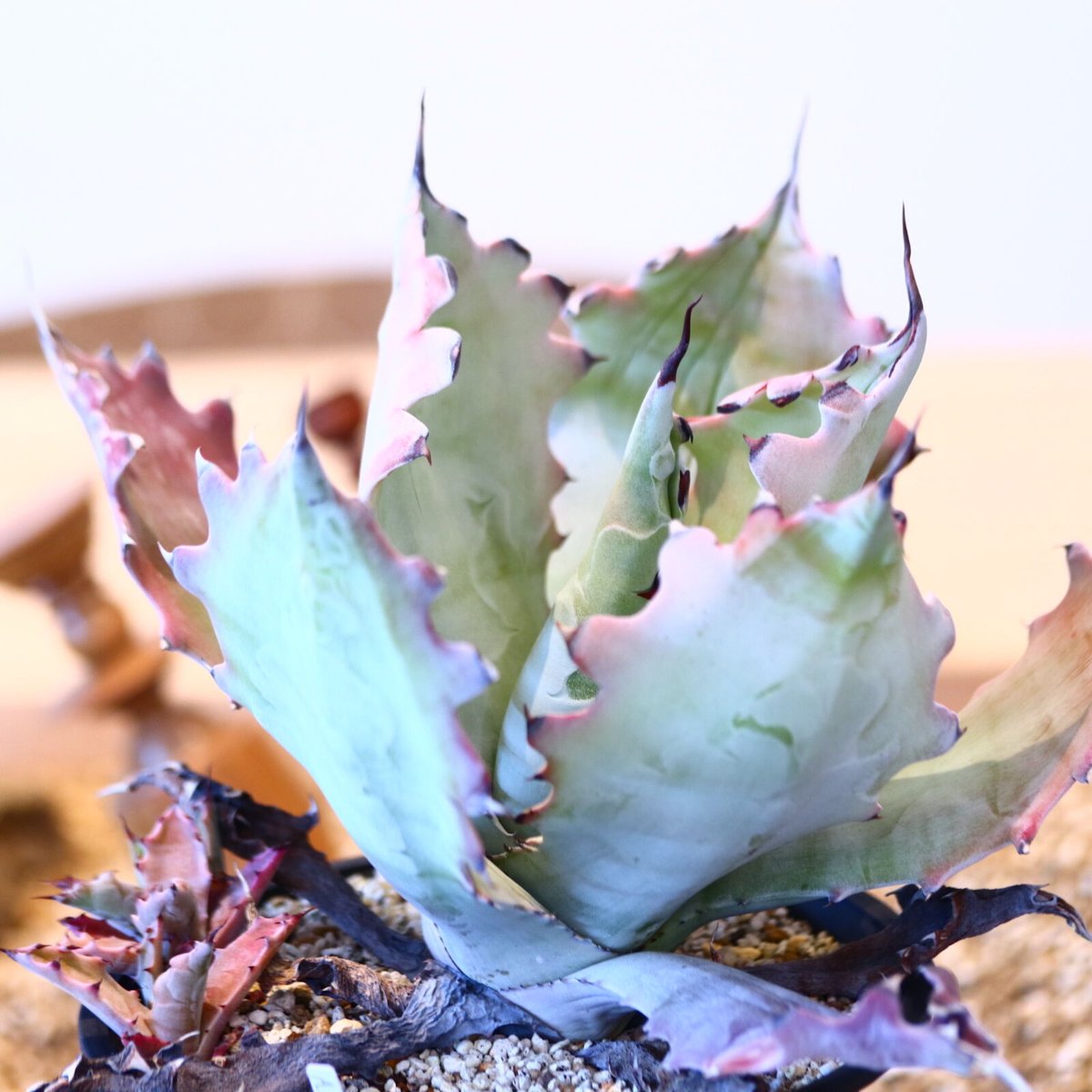 アガベ コロラータ(子株つき) / Agave colorata no.51403 |