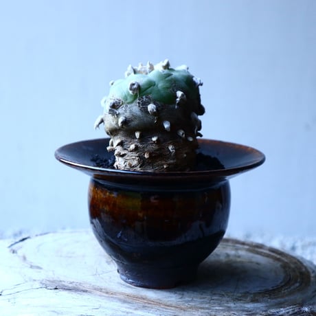 ロフォフォラ   ディフューサ　翠冠玉  Lophophora diffusa 　no.121511