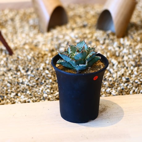 アガベ チタノタ フィリグリー / Agave titanota "Filigree crested   no. 50716