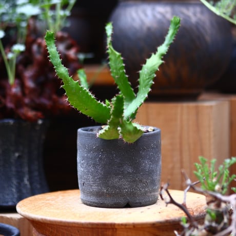 ユーフォルビア ステラータ 飛竜／Euphorbia stellata   no.40215