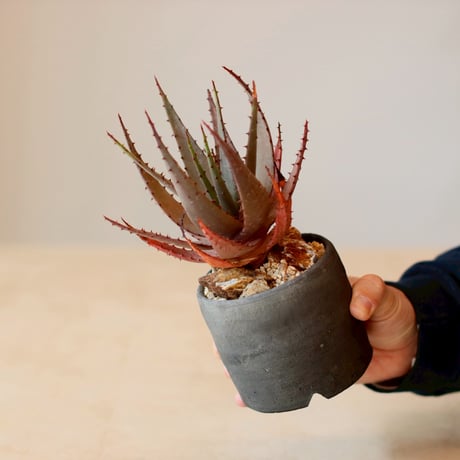 Aloe broomii  × ヤクモ (3.5号)  no.125/11