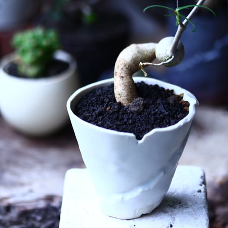 ユーフォルビア  ヘディオトイデス   Euphorbia hedyotoides  no.71941